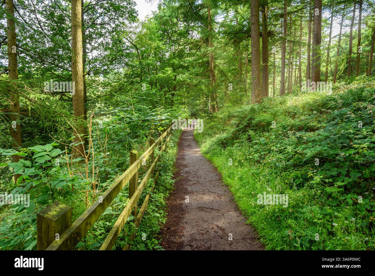 Schmaler, gerader, eingezäunter Weg durch einen üppigen Wald in den Bergen an einem sonnigen Sommertag Stockfoto