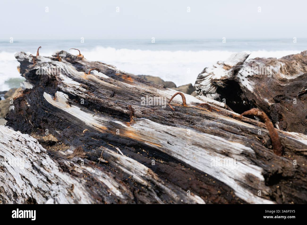 Ein abgespülter Baum mit großen rostigen, gebogenen Nägeln, die an der Küste Oregons herausragen. Stockfoto