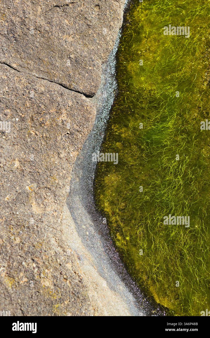 Eine Algenfülle mit Wasser in einem Fels. Stockfoto