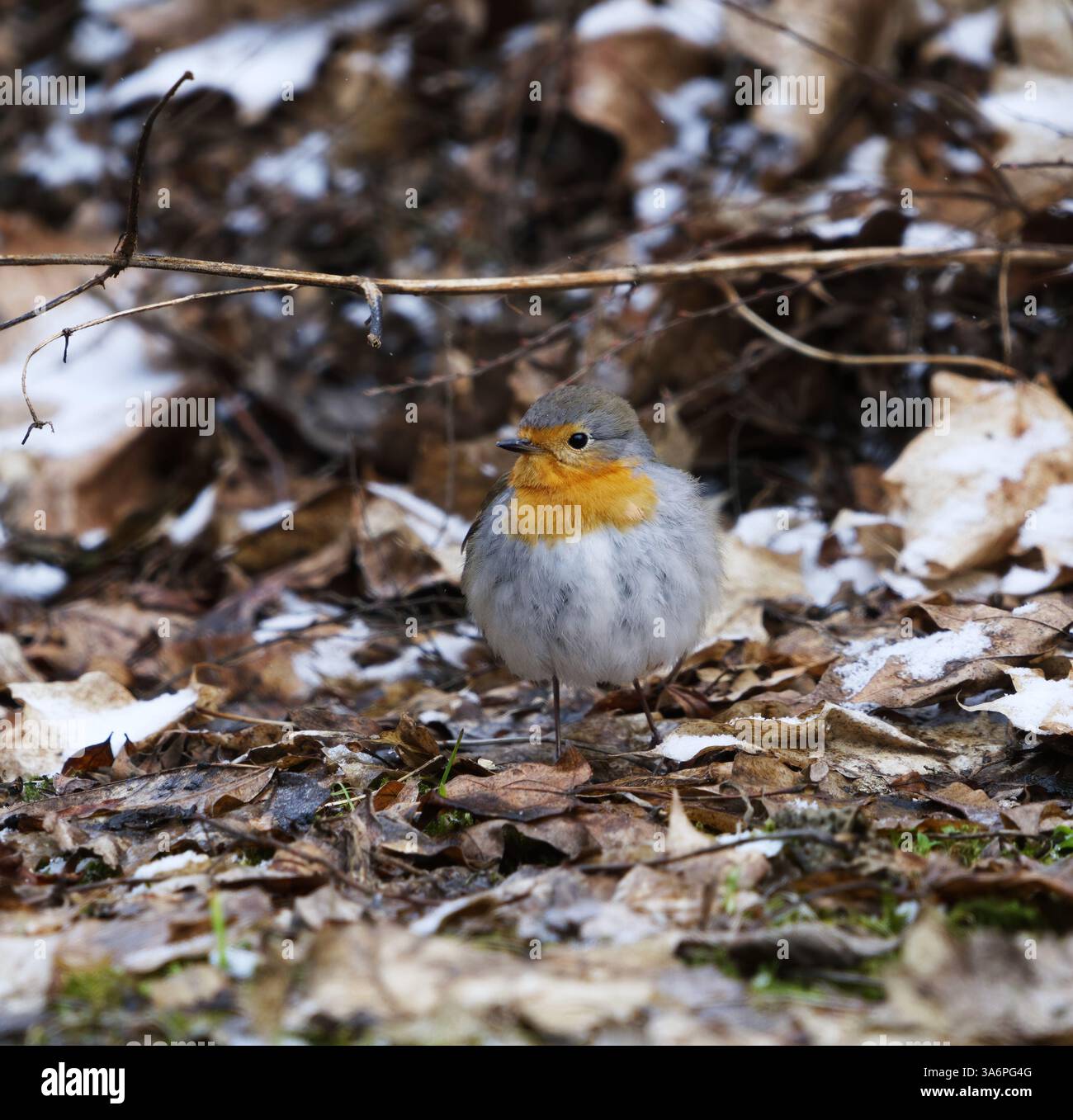 Europäischer robin (erithacus rubecula), der im Frühjahr auf dem Boden steht. Stockfoto