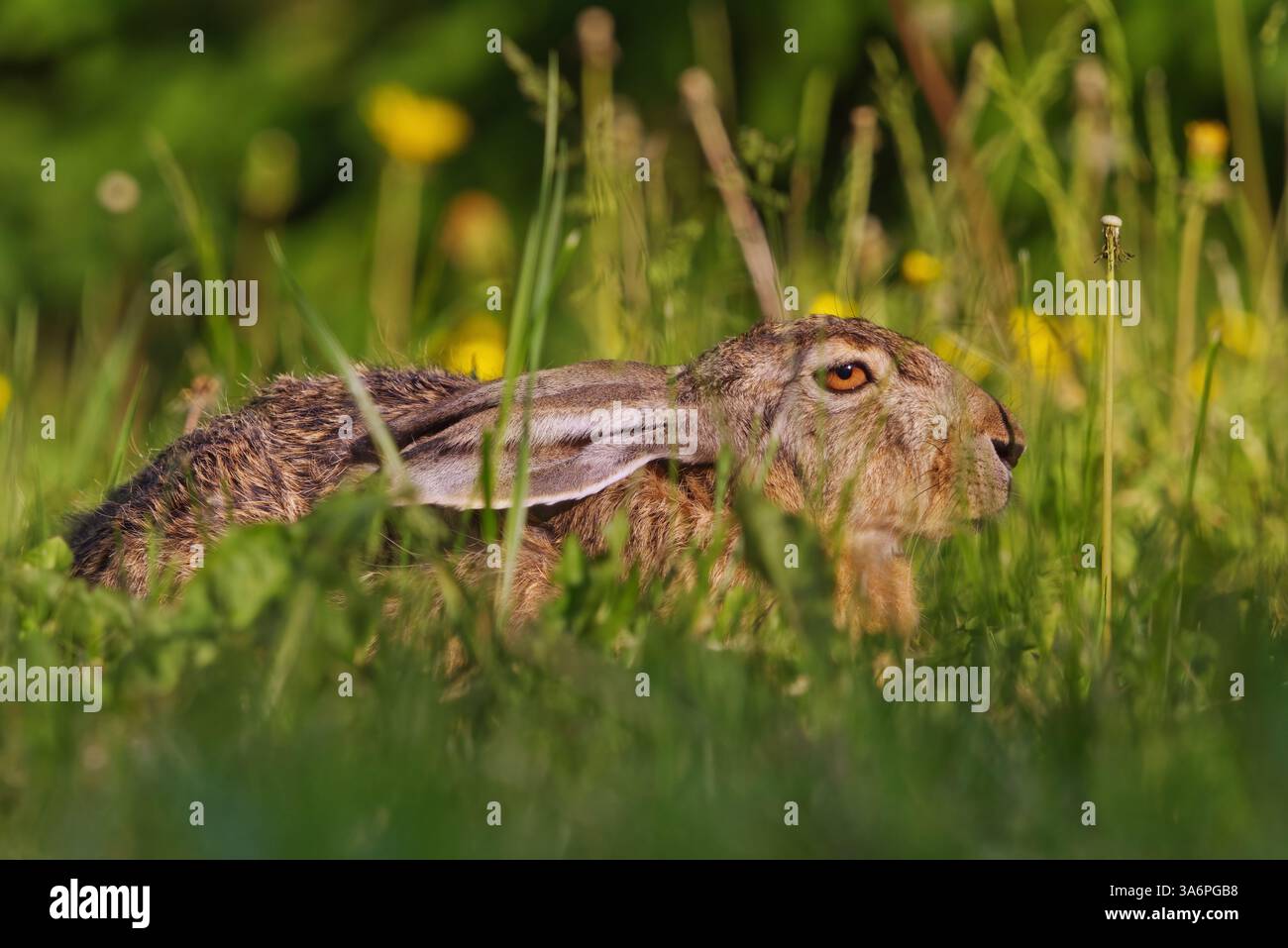 Europäischer Hase (Lepus europaeus), der im Sommer im Gras im Garten ruht. Stockfoto