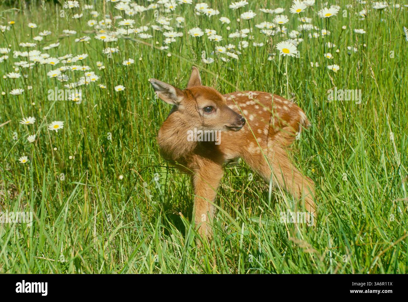 Ein Rehkitz wartet auf einer Wiese von Gänseblümchen im Gras, Missouri, USA Stockfoto