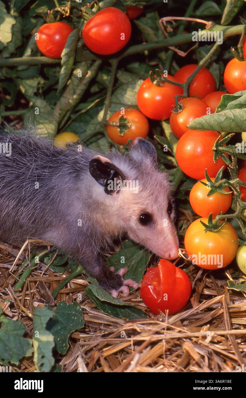 Ein Baby-Opossum isst eine Kirschtomate in einem Gemüsegarten in Missouri, USA Stockfoto