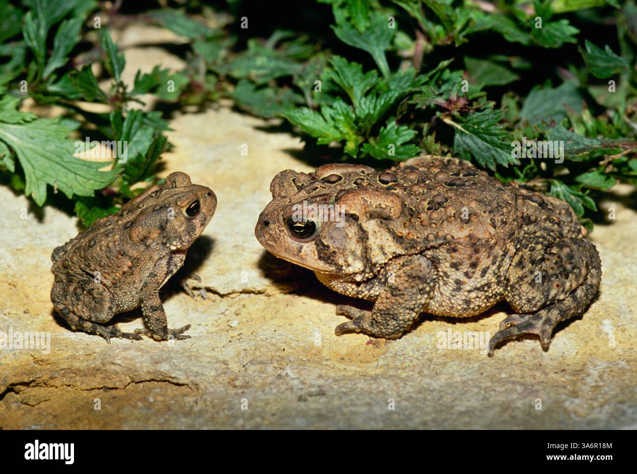 Große und kleine amerikanische Kröten scheinen in einem Garten, Missouri, USA, tief im Gespräch zu sein Stockfoto
