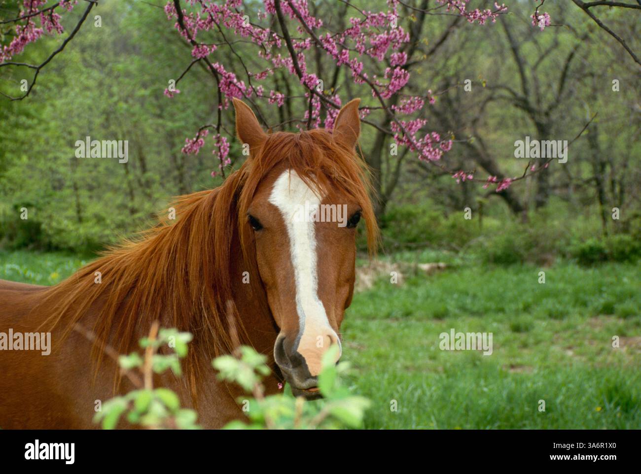 Im Frühjahr, Missouri, USA, blickt die Coy Stute durch einen Zweig des Rotknospenbaums Stockfoto
