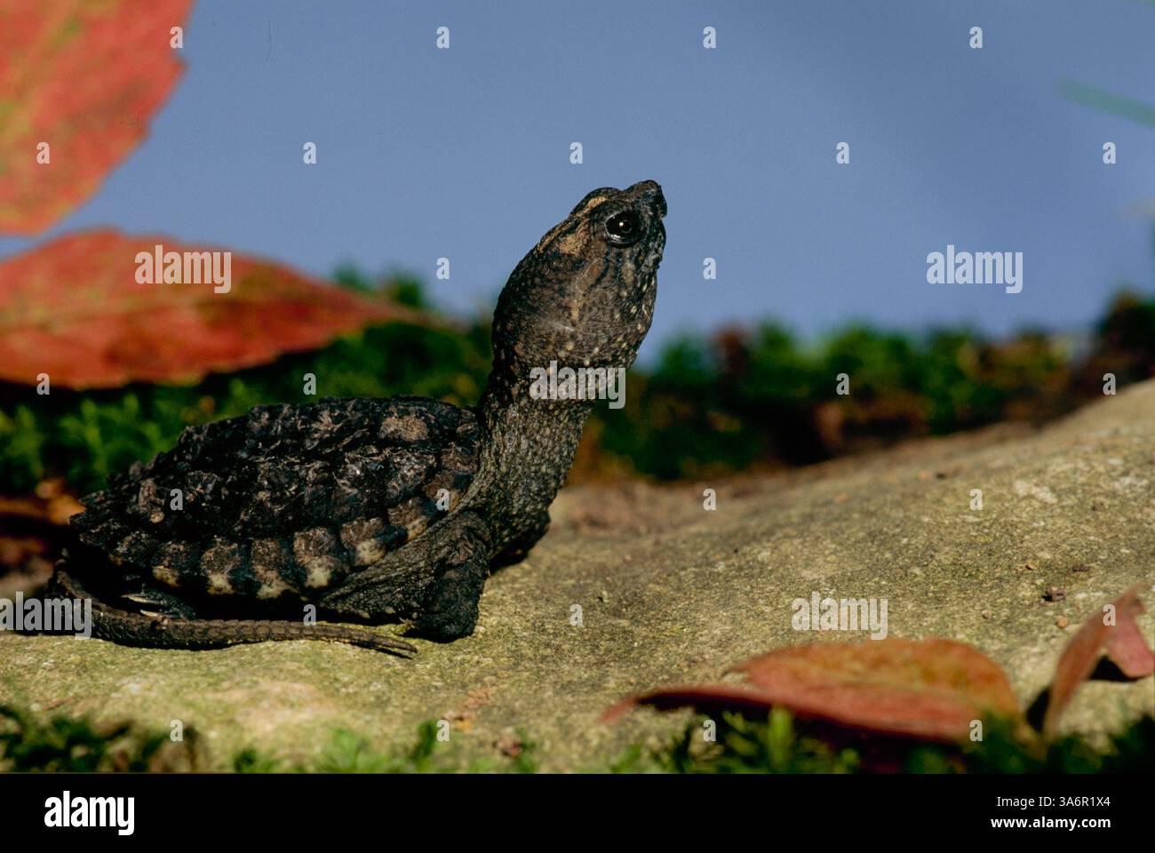 Baby-Schnappschildkröte auf Felsen, die nach oben blickt, Missouri, USA Stockfoto