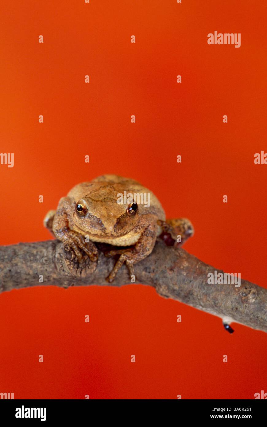 Ein kleiner Baumfrosch, hyla versicolor, sitzt auf einem Zweig und blickt auf die Kamera mit einem niedlichen ausdrucksstarken Gesicht und orangefarbenem Hintergrund, Missouri USA Stockfoto