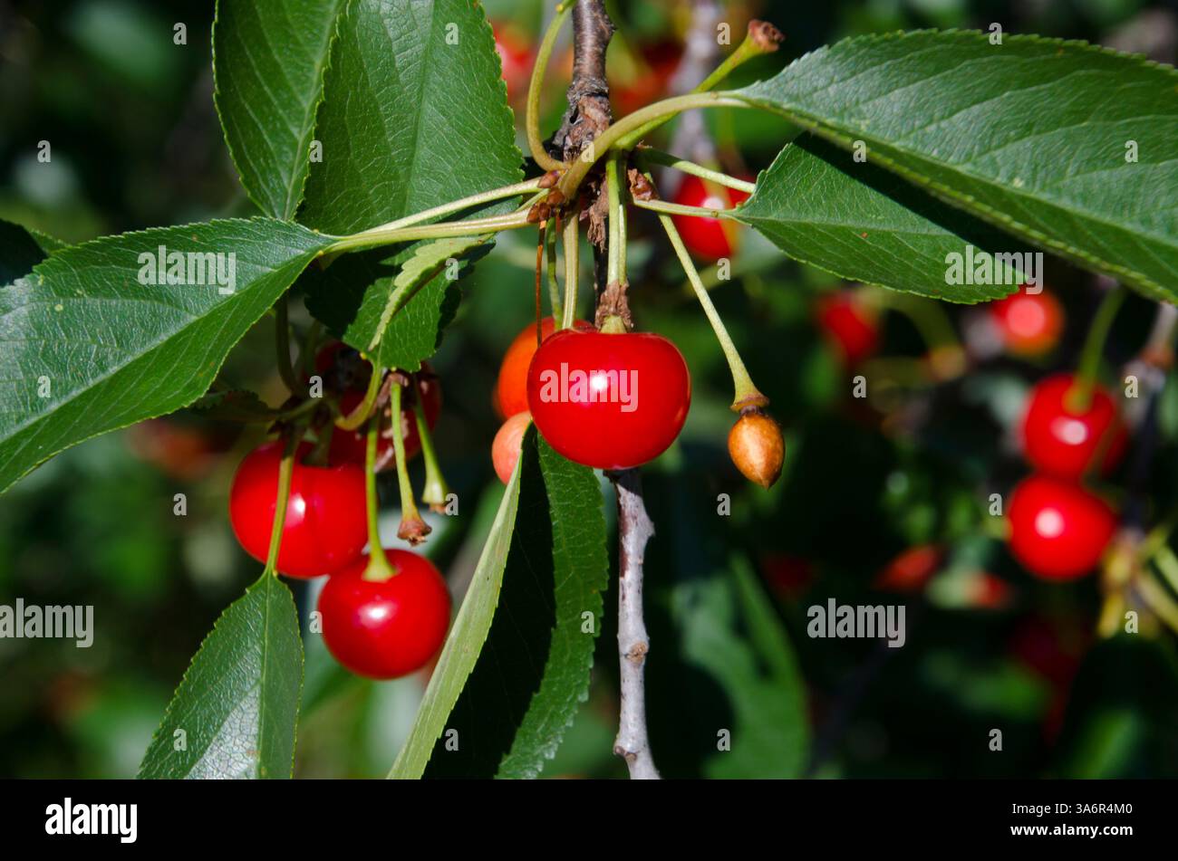 Rote Sauerkirschen Reifen auf den Zweigen eines Kirschbaums, Maine, USA Stockfoto