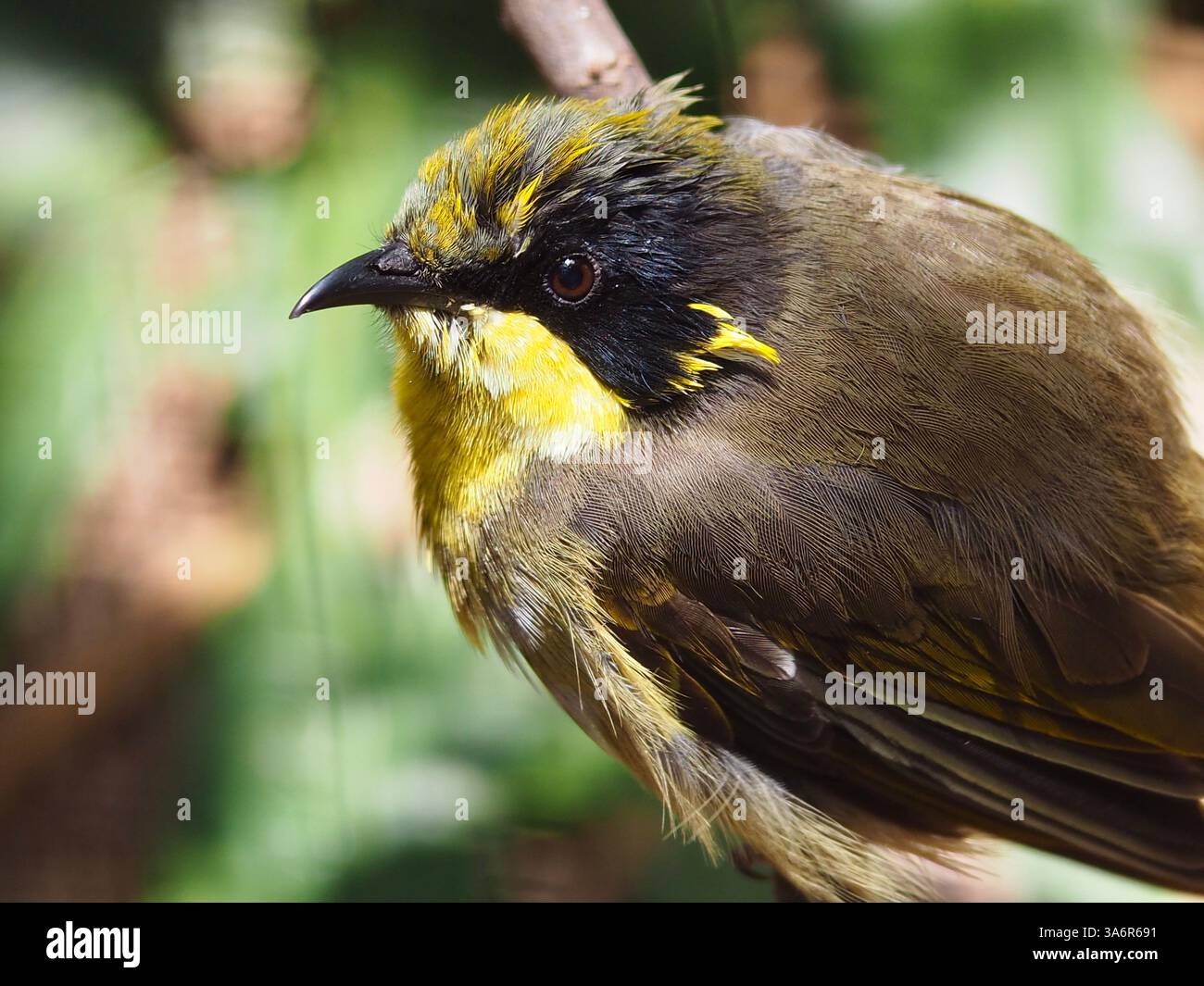 Entzückender, fesselnder, gelb getufteter Honeyeater mit hellen Augen und lebendigem Gefieder. Stockfoto