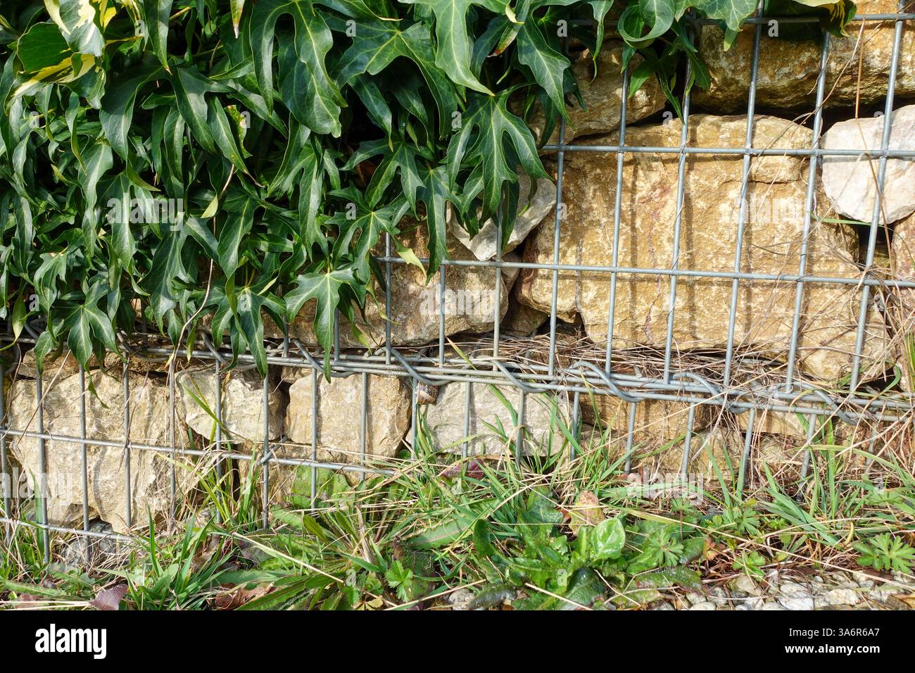 Ein Efeu-Zaun wachsen auf einem Draht-Rahmen-Panel Stockfotografie - Alamy