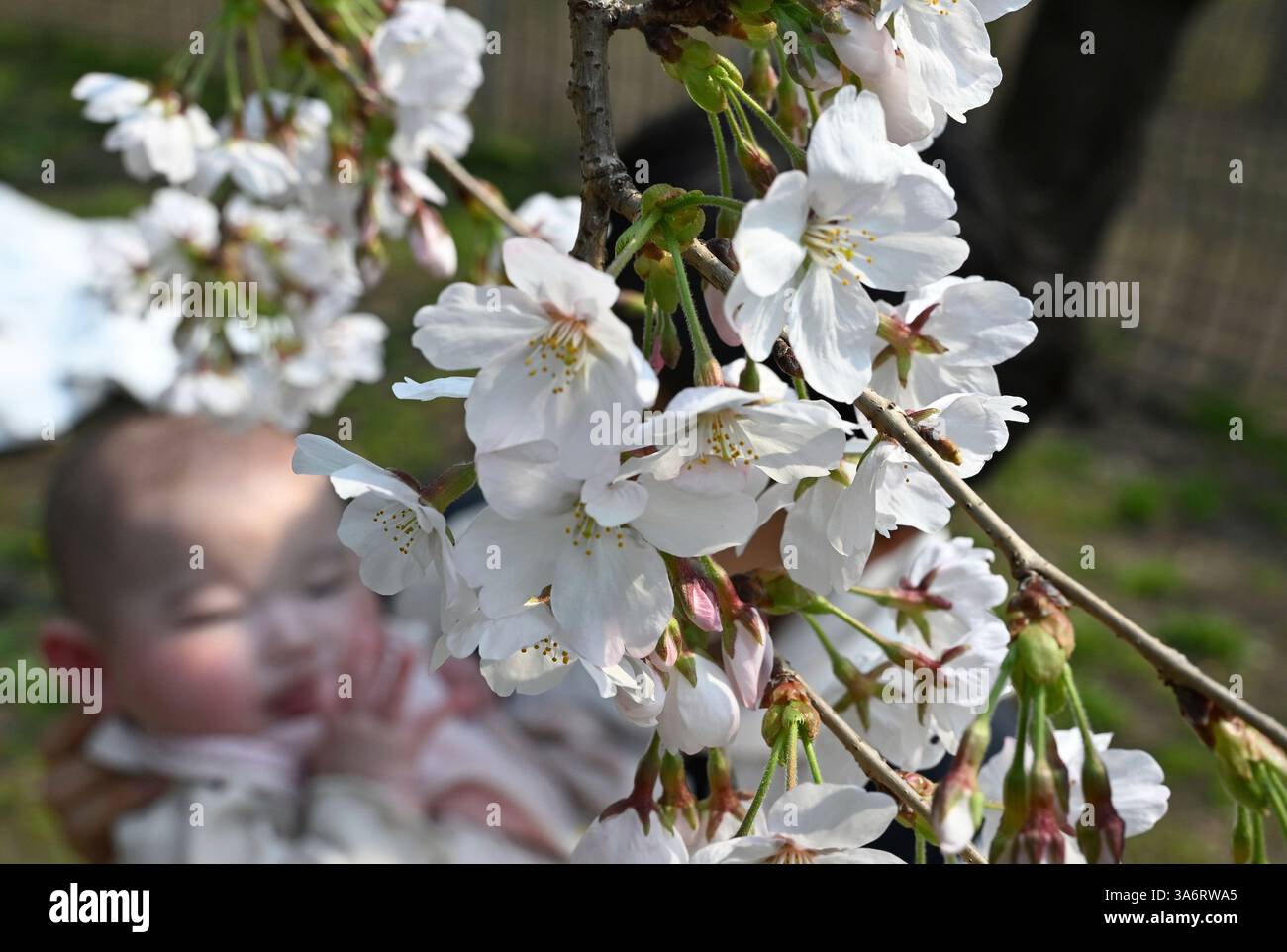 The photo shows cherry blossoms in bloom, March 26, 2025, in Nagoya, Japan. By 11:00 a.m. on Wednesday the 26th, the weather stations in Nagoya (Aichi), Takamatsu (Kagawa), Wakayama, Shimonoseki (Yamaguchi), and Shizuoka announced the blooming of cherry blossoms. The number of Somei-Yoshino cherry blossoms in bloom has increased to 17 locations, and the cherry blossom front is advancing.( The Yomiuri Shimbun via AP Images ) Stockfoto