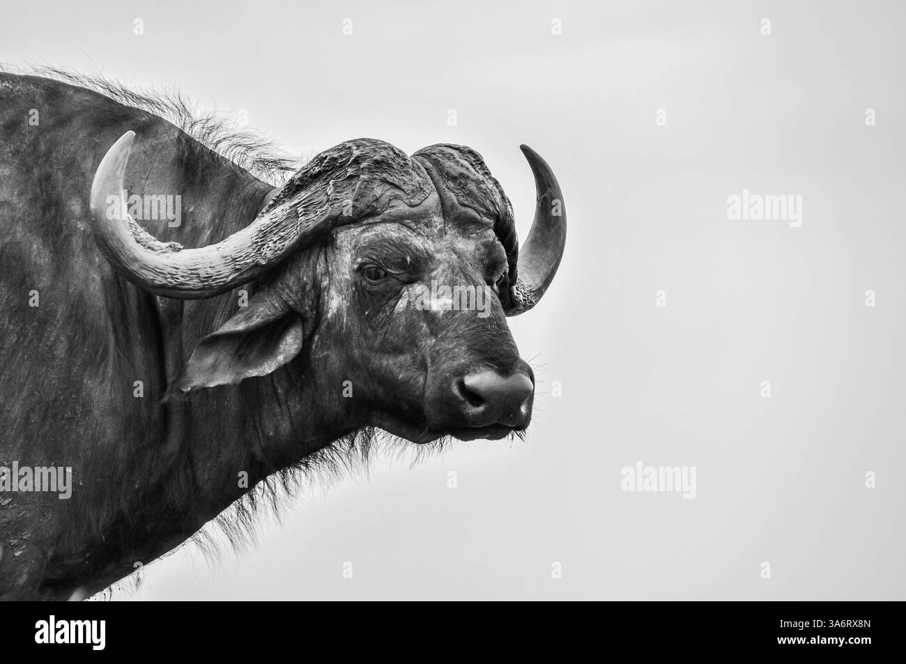 Kopfaufnahme eines afrikanischen Kap-Büffels, einem wilden Tier, während es in die Kamera schaut, um sein Porträt zu machen! Stockfoto
