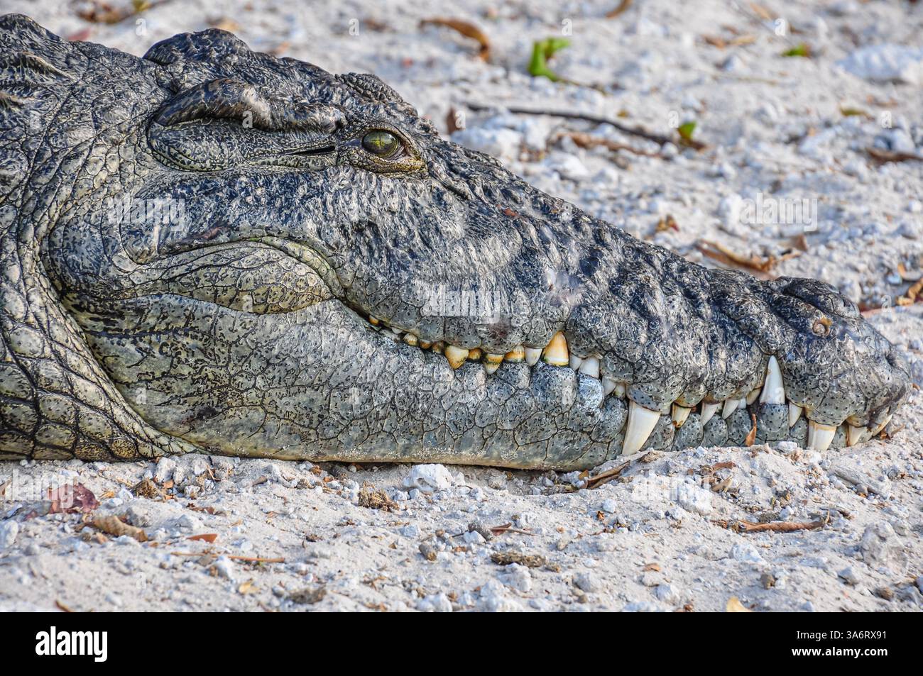 Ein Bild, das nur den Kopf eines afrikanischen Krokodils am Ufer zeigt. Stockfoto