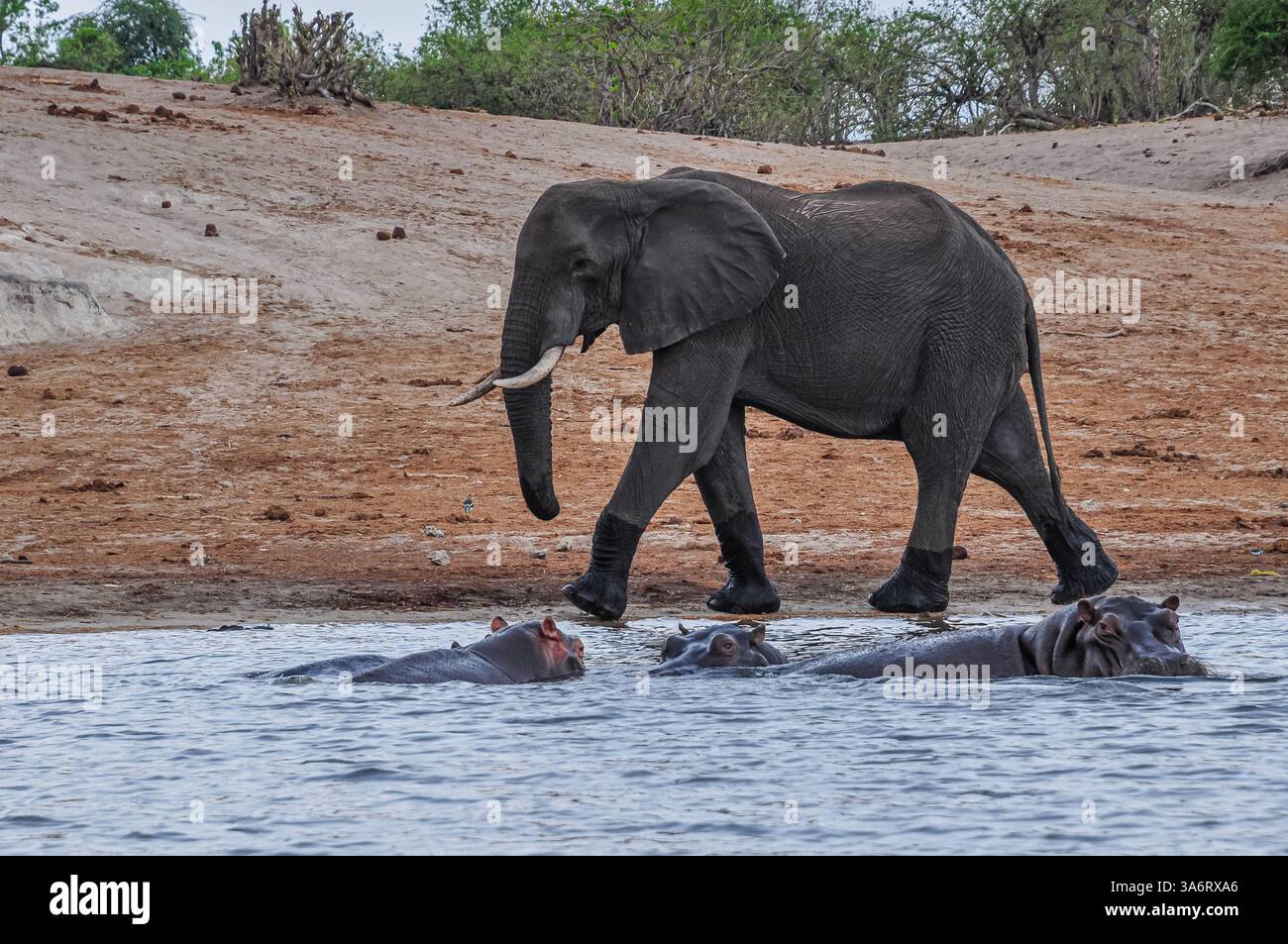 Drei Flusspferde tauchen vor einem Elefanten aus dem Fluss auf, der am Ufer entlang läuft. Stockfoto