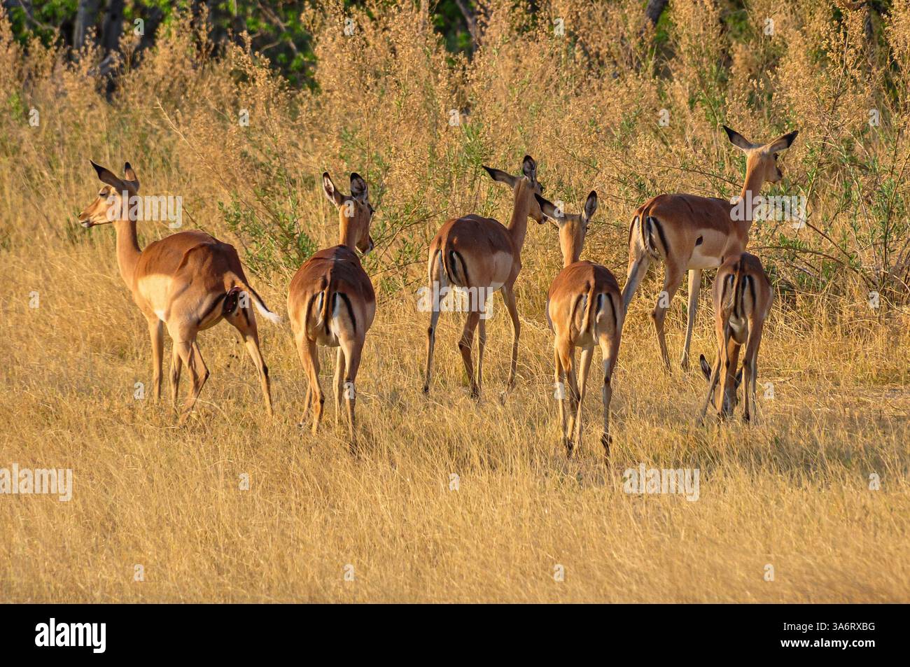 Eine Herde von Impalas wendet sich der Kamera den Rücken, während sie das Grasland für die Bäume verlassen. Stockfoto