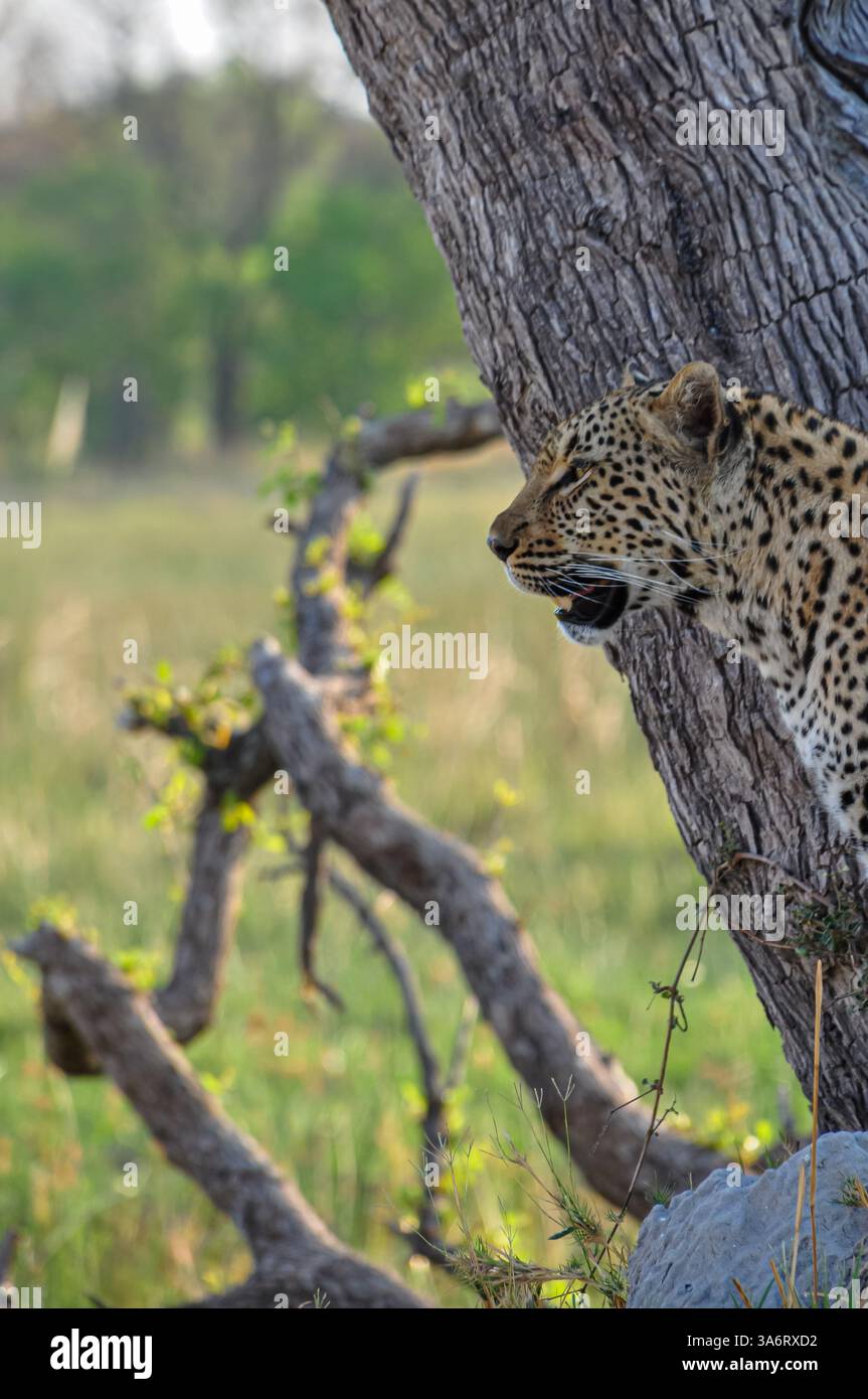 Porträt eines einsamen Leoparden sitzt an einem Baumstamm, während er seine Domäne umspannt. Stockfoto