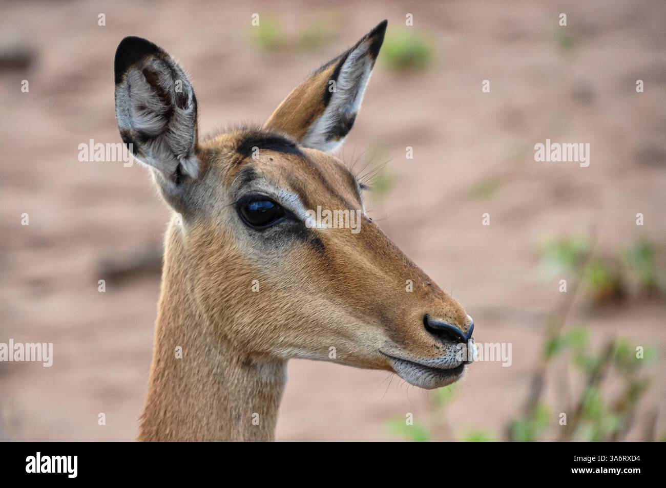 Eine Nahaufnahme des Kopfes eines Impalas von der Seite. Stockfoto