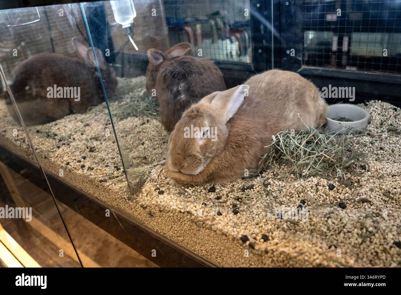 Große braune Haustierkaninchen zum Verkauf auf dem Tiermarkt von Chatuchak Weekend Market, Bangkok, Thailand. Stockfoto