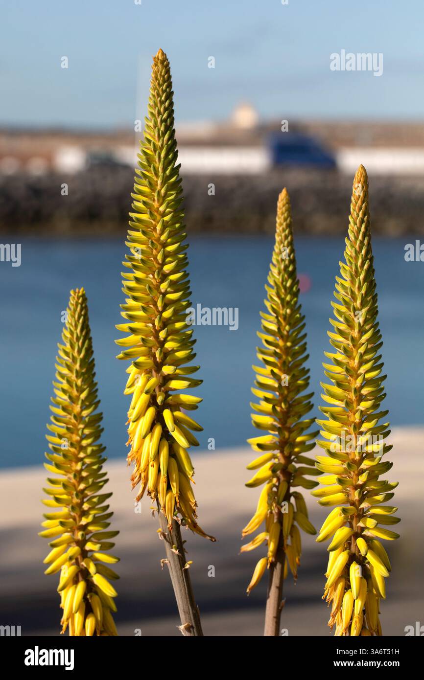 Gelbe Spitzen der Aloe Vera Blumen mit blauer Wandkulisse, die als  Zierpflanze auf der Kanarischen Inseln in Spanien verwendet werden  Stockfotografie - Alamy
