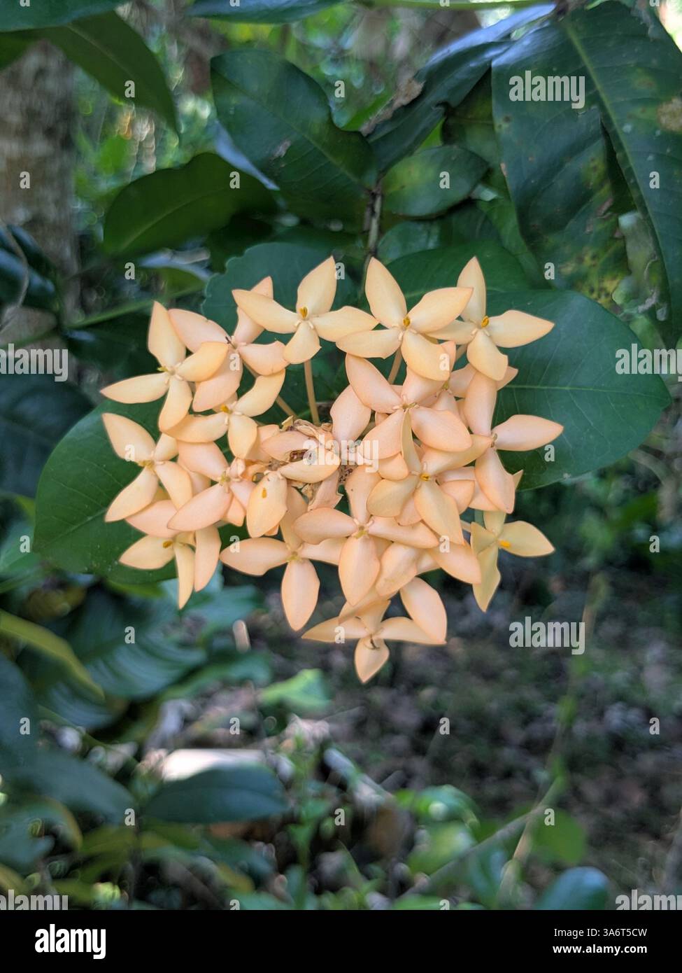 Blumen - Smartphone-aufgenommenes Stockfoto