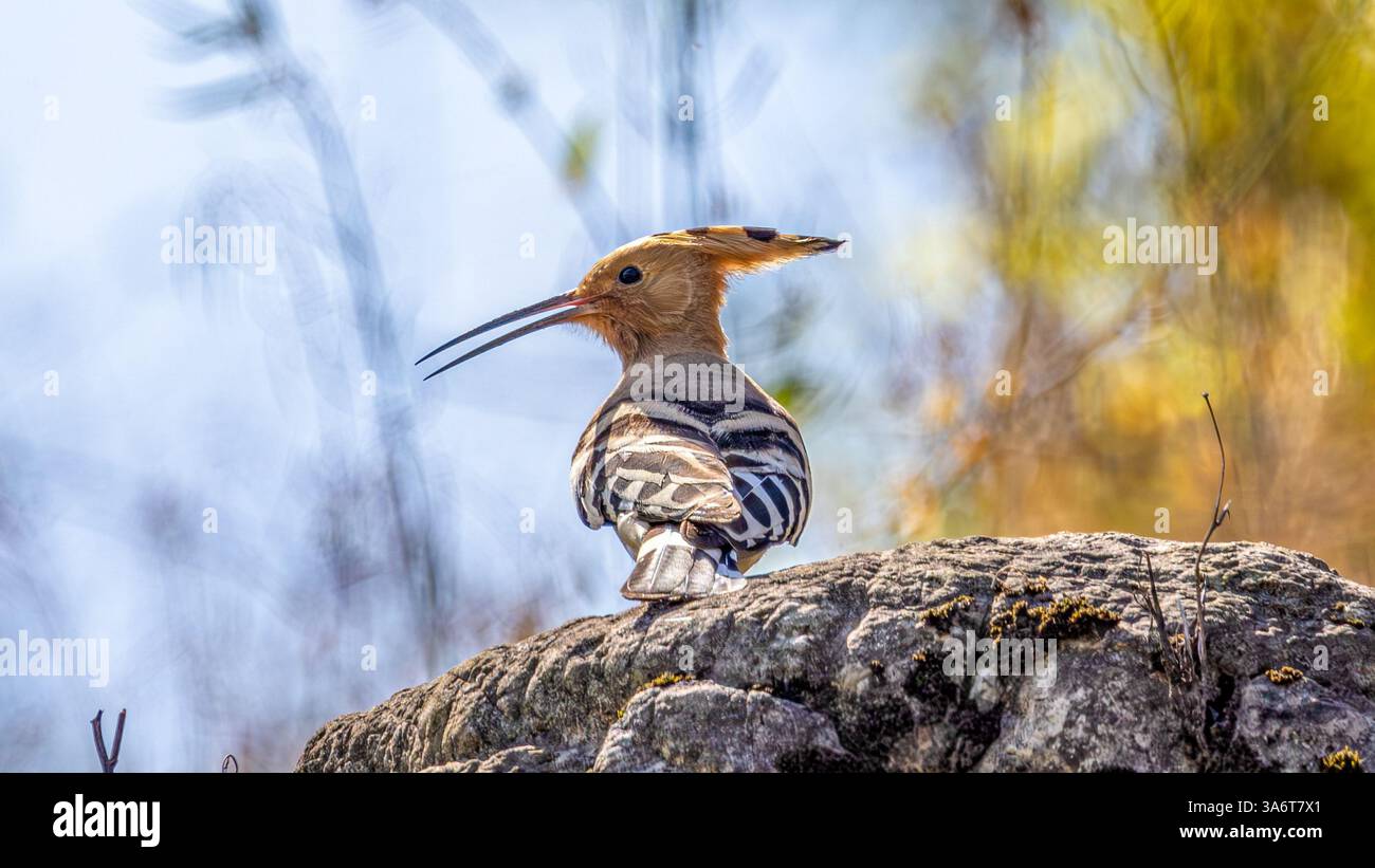 Ein Wiedehopf-Vogel ruht am 25. März 2025 auf einem Ast in Chongqing, China. Stockfoto