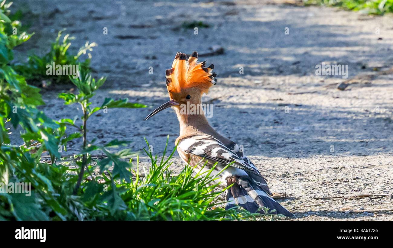 Ein Wiedehopf-Vogel ruht am 25. März 2025 auf einem Straßenzweig in Chongqing, China. Stockfoto
