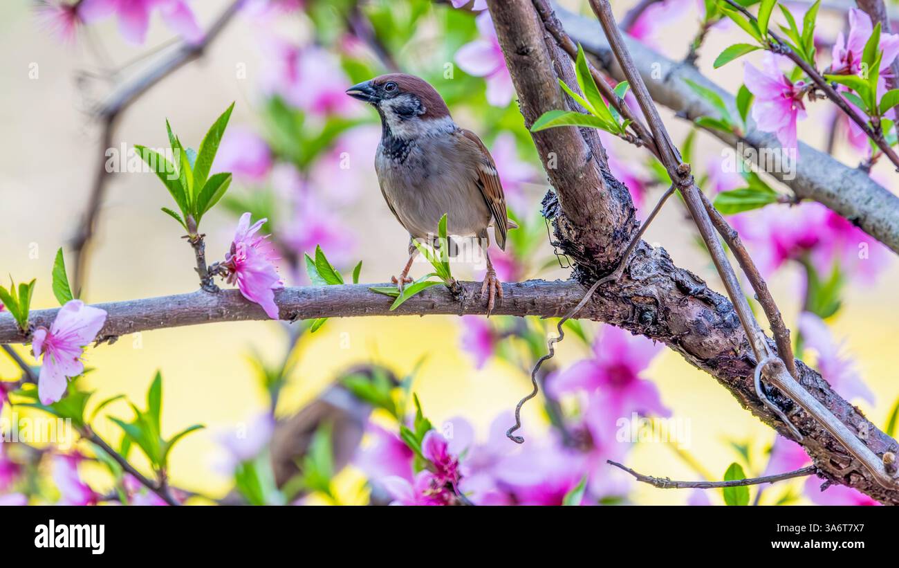 Ein Spatzen ruht am 25. März 2025 zwischen Pfirsichblüten in Chongqing, China. Stockfoto