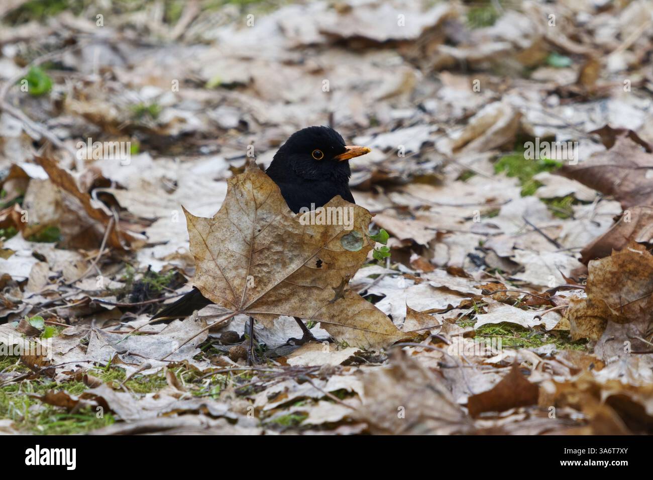 Eurasische Amsel oder gewöhnliche Amsel (Turdus merula), die im Frühjahr im Garten nach Nahrung sucht. Stockfoto
