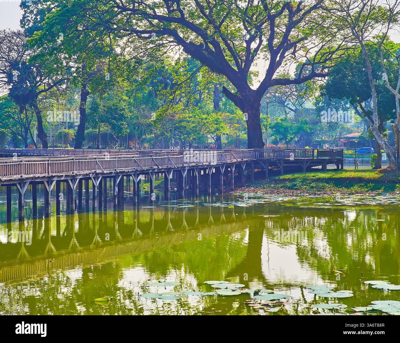 Der angenehme tägliche Spaziergang entlang des Ufers des Kandawgyi-Sees mit Blick auf die alte Holzbrücke und den weitläufigen Htanaung-Baum (Akacia leucophloea), Yang Stockfoto