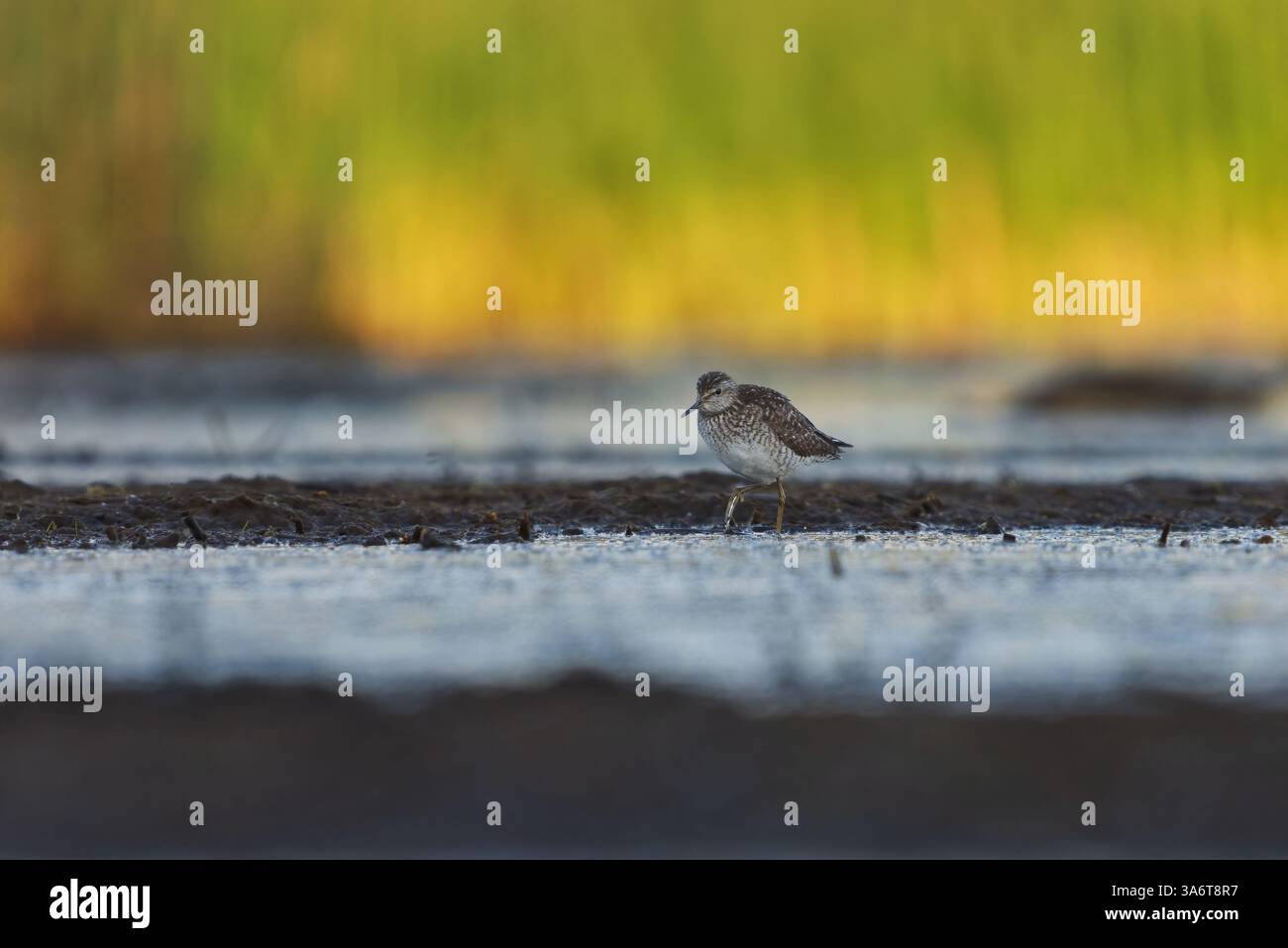 Holzsandfänger (Tringa glareola) füttern im Sommer in den Feuchtgebieten. Stockfoto