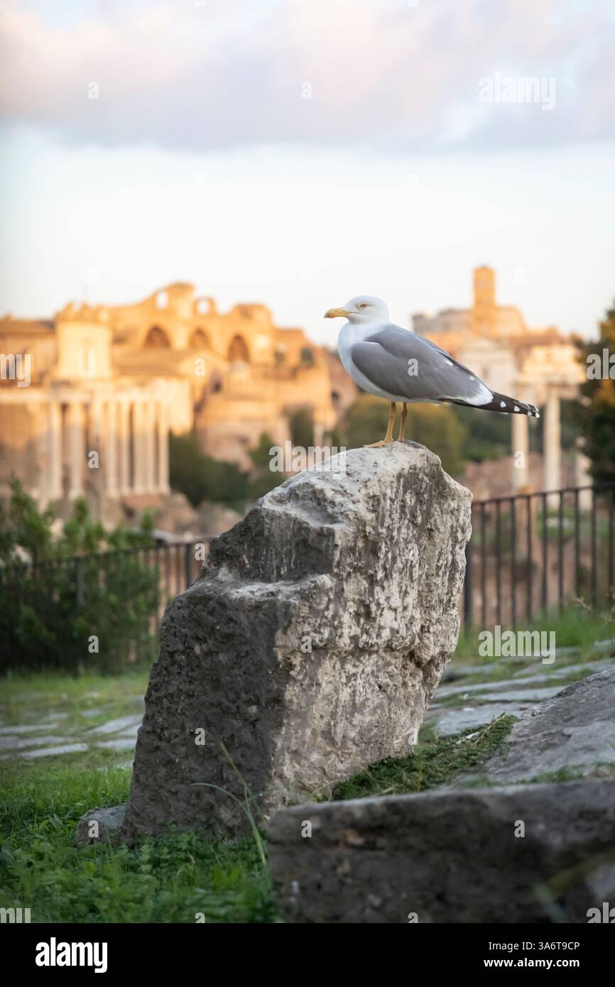 Möwe genießt die Sehenswürdigkeiten Stockfoto