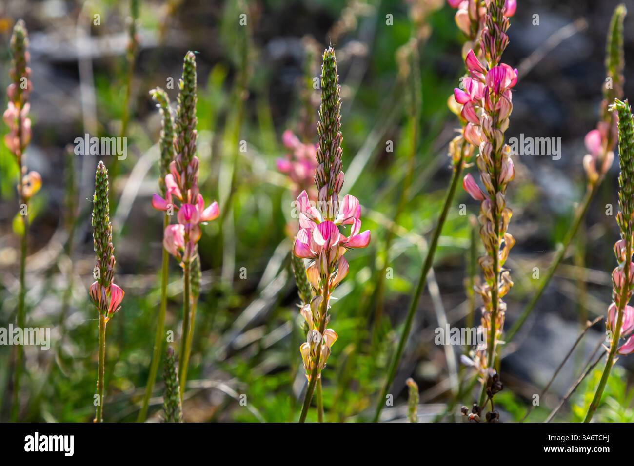 Onobrychis arenaria. Ungarisch Sainfoin. Rosafarbener und grüner Blumenhintergrund. Zarte rosa Blüten auf einer sonnigen Wiese. Stockfoto