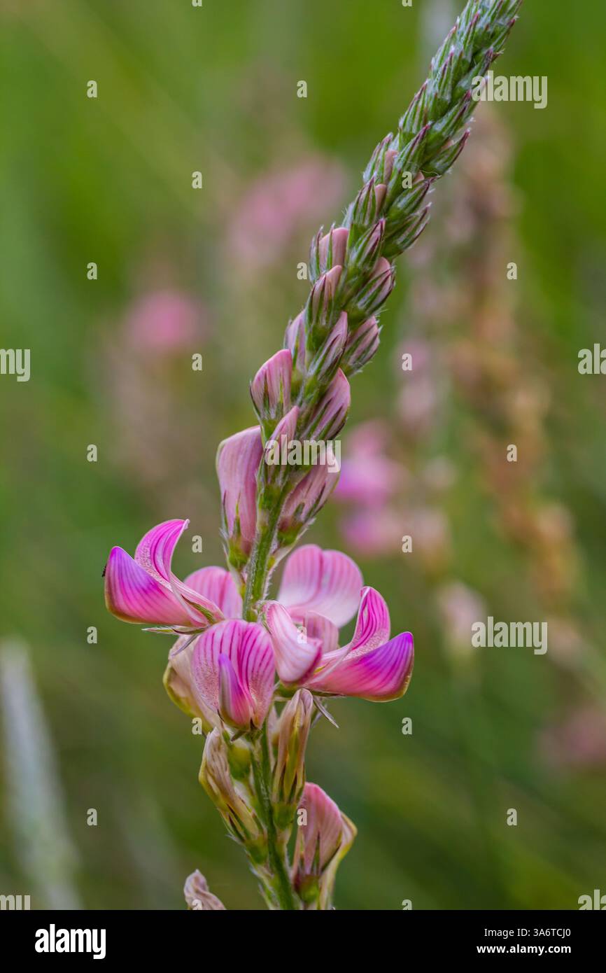 Onobrychis arenaria. Ungarisch Sainfoin. Rosafarbener und grüner Blumenhintergrund. Zarte rosa Blüten auf einer sonnigen Wiese. Stockfoto