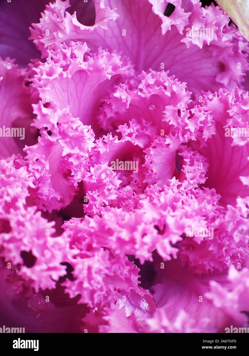Makroaufnahme von Brassica-Blättern mit Wassertröpfchen Stockfoto