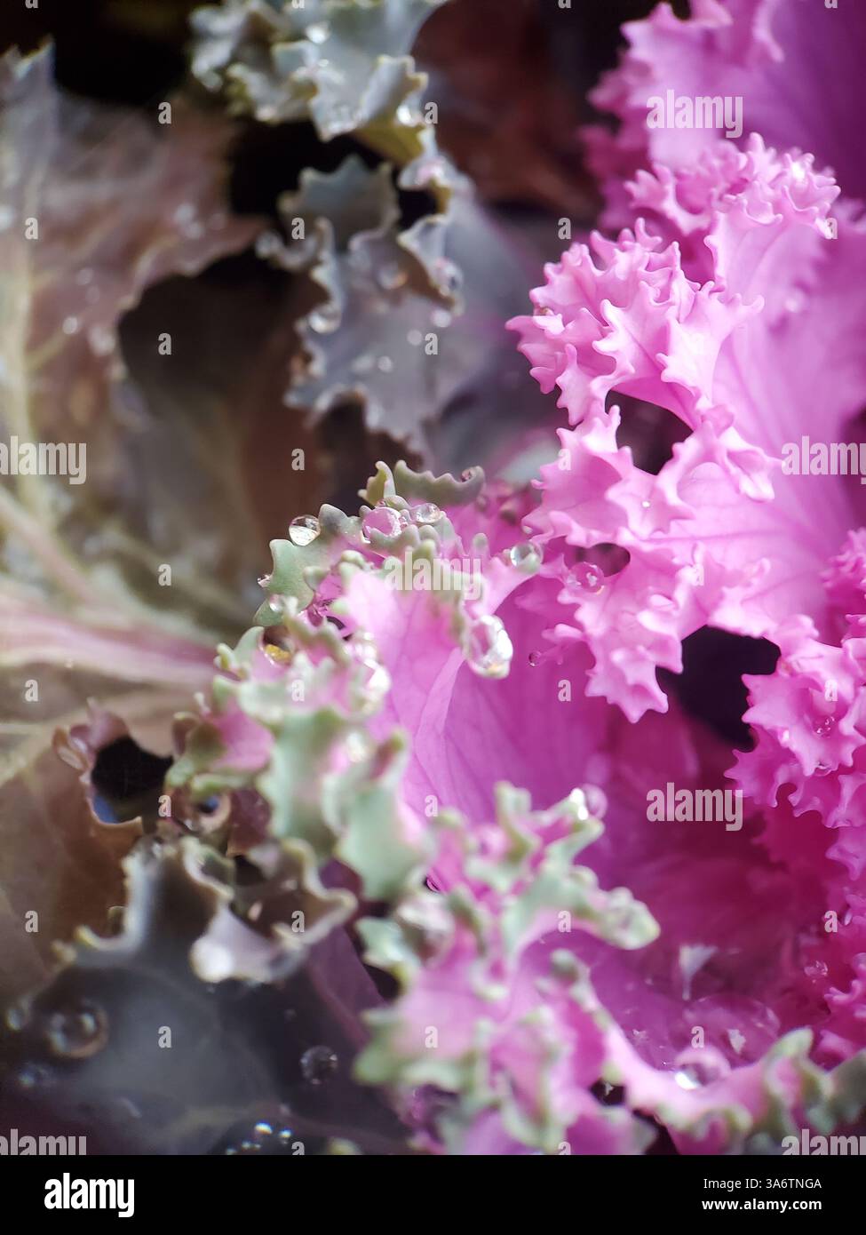 Makroaufnahme von Brassica-Blättern mit Wassertröpfchen Stockfoto