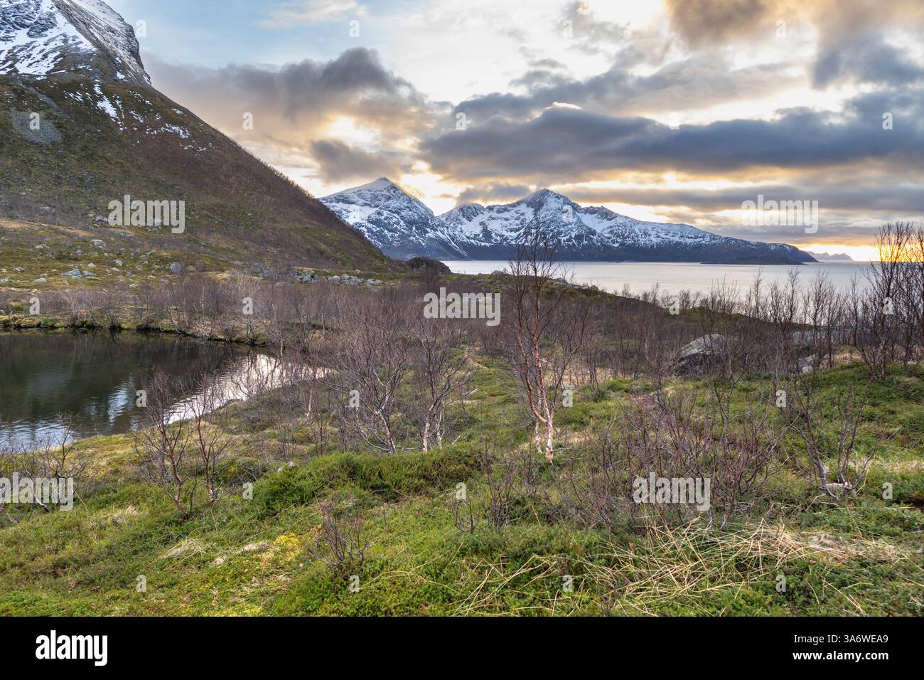 Panorama mit See und Strand des Nordatlantiks. Raue Natur auf den Inseln von Kvaløya, mit steilen felsigen Bergen. Kleine Birken und gelb Stockfoto