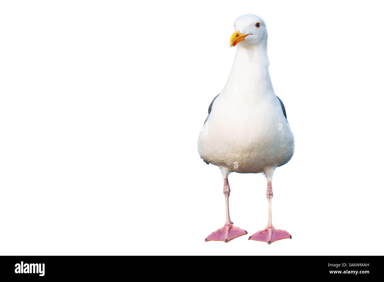 Nahaufnahme einer isolierten Möwe mit weißem und grauem Gefieder, gelbem Schnabel und markanten orangen Augen, die den detaillierten fe des Vogels betonen Stockfoto