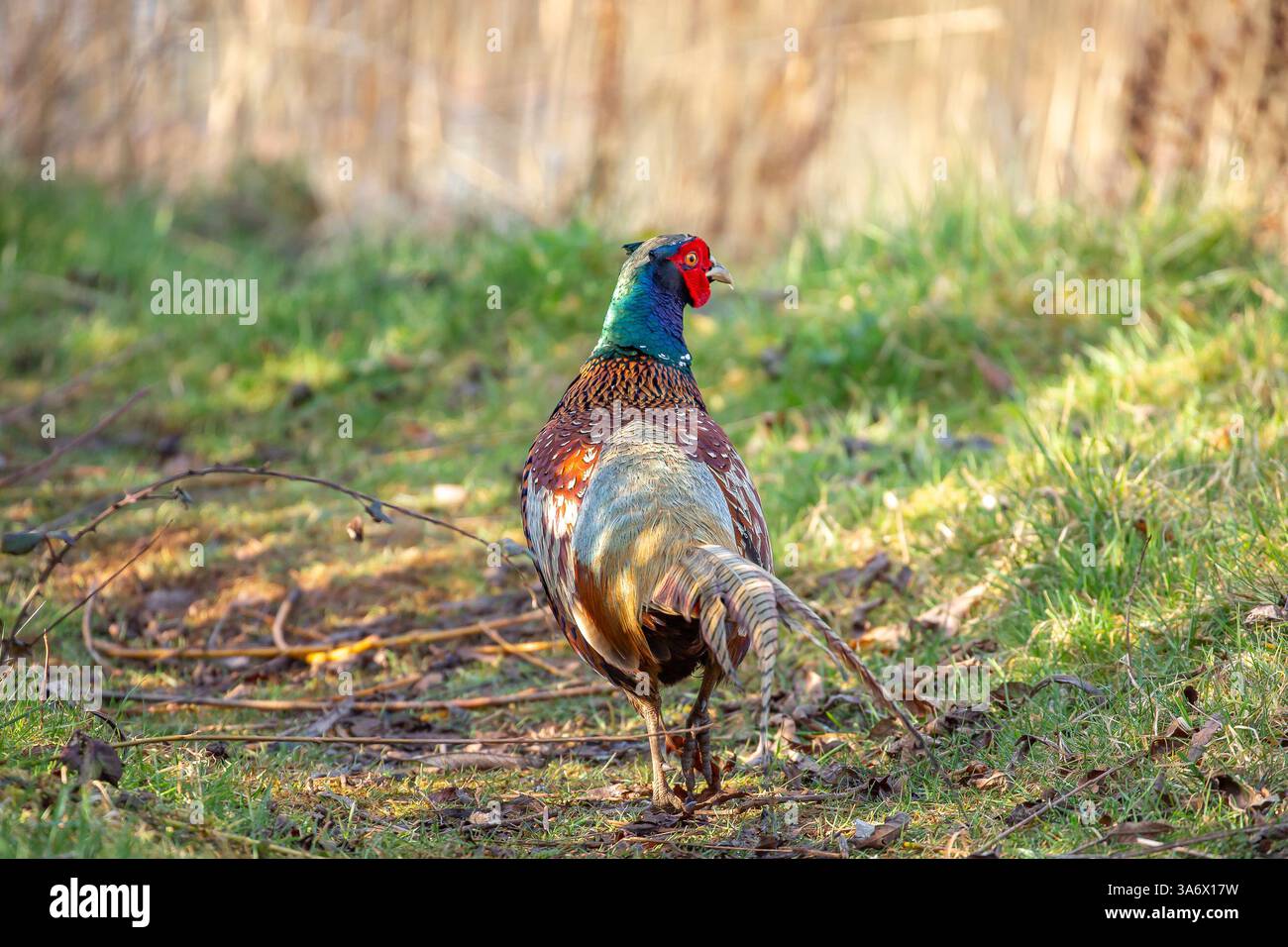 Rückansicht eines wilden männlichen Fasanvogels (Phasianus colchicus), der Kopf nach rechts gedreht wurde, als er an einem sonnigen Frühlingstag durch Unterholz geht. Stockfoto