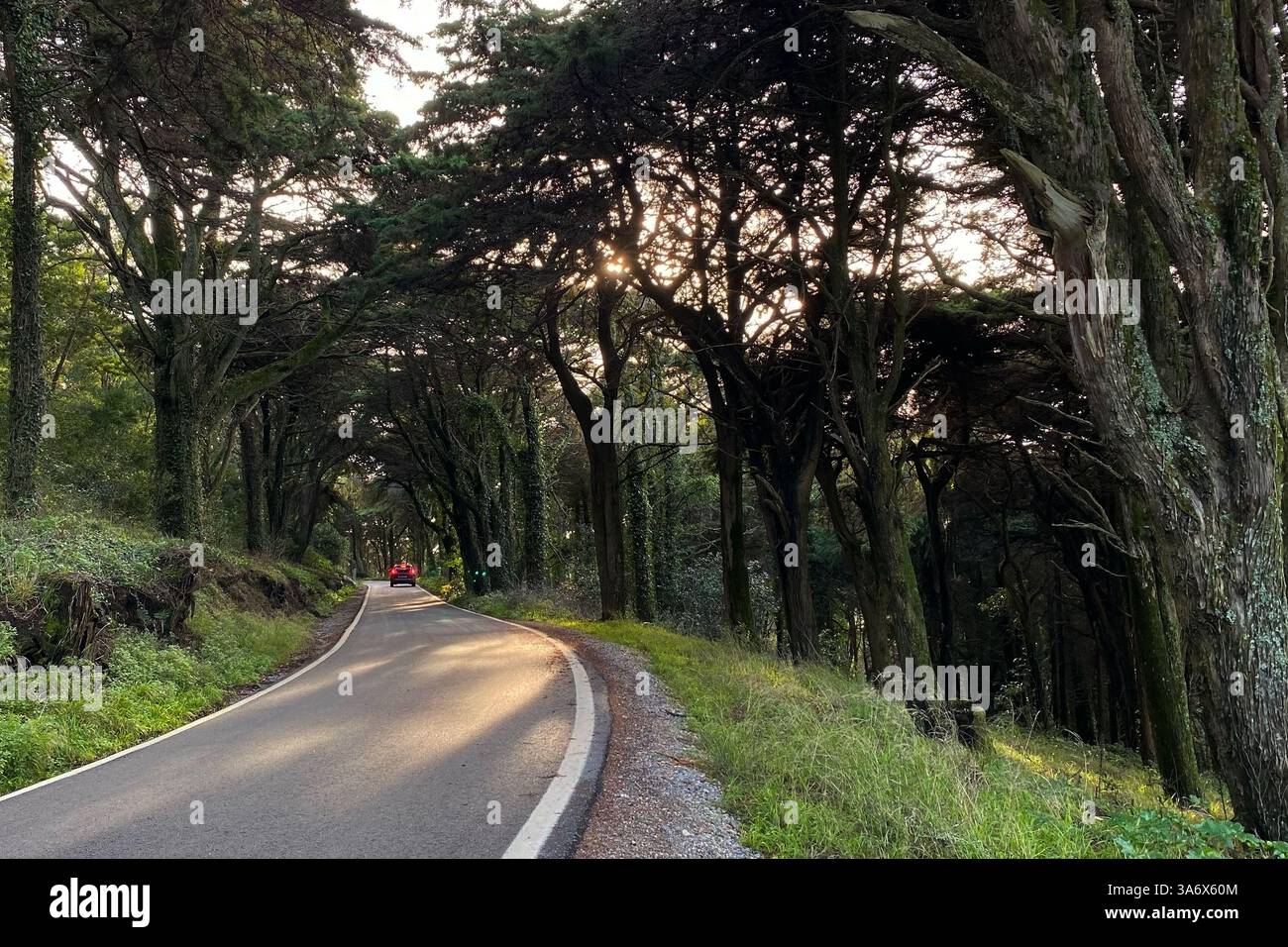 Gehweg mit grünem Wald, ideal für Abenteuer, Wanderungen und Fotos im Freien Stockfoto