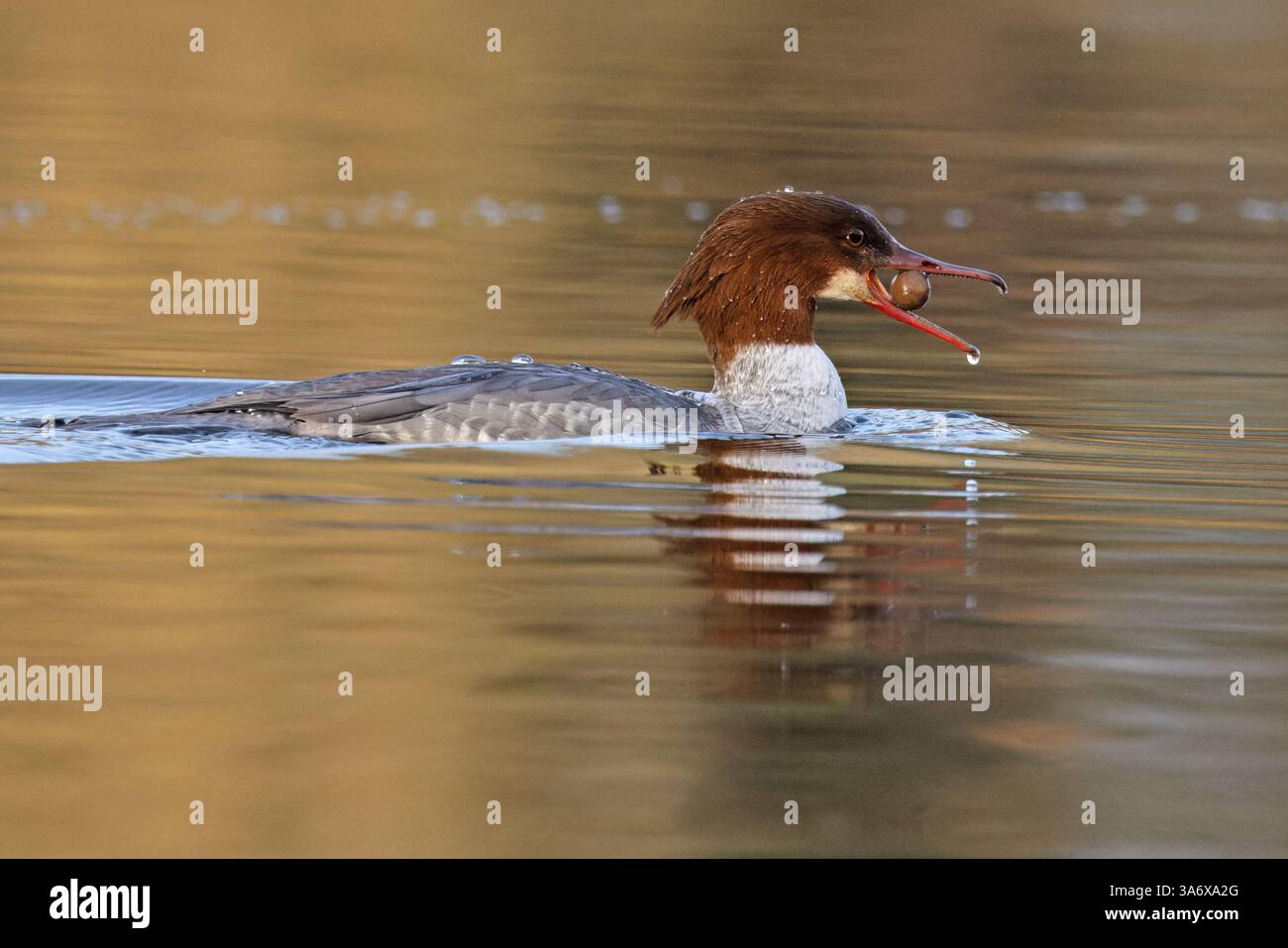 Goosander (Mergus merganser) isst Karpfenköder Norfolk März 2025 Stockfoto