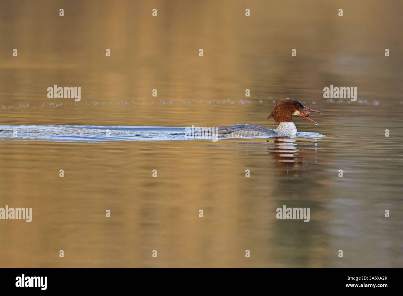Goosander (Mergus merganser) isst Karpfenköder Norfolk März 2025 Stockfoto