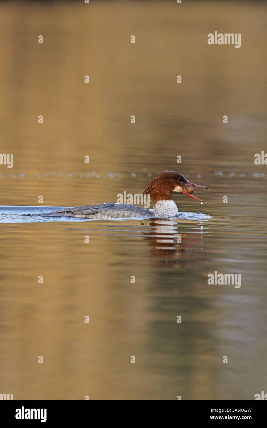 Goosander (Mergus merganser) isst Karpfenköder Norfolk März 2025 Stockfoto