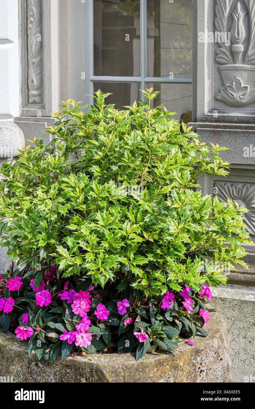 Holly osmanthus, Holly Olive, False holly (Osmanthus heterophyllus 'Goshiki', Osmanthus heterophyllus Goshiki, Osmanthus heterophyllus var. Tricolor), Stockfoto