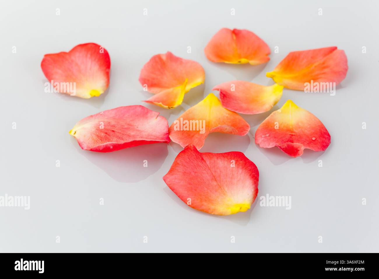 Rosenblätter zum Valentinstag und Muttertag Stockfoto