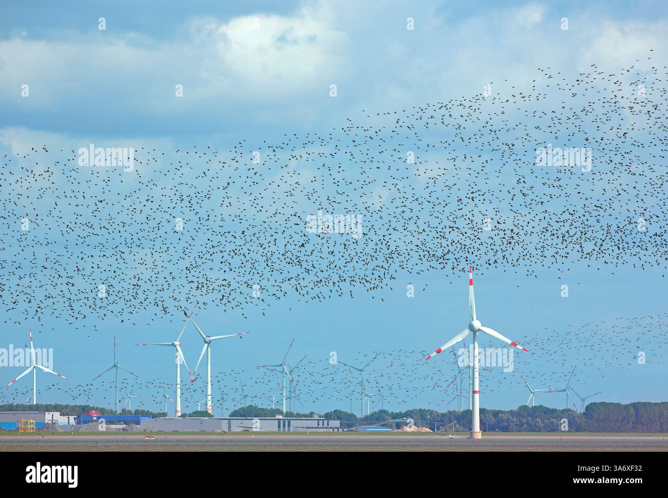 Roter Knoten (Calidris canutus), riesiger Schwarm von Windturbinen, Niederlande, Frisia, Dollard, Punt van Reide Stockfoto
