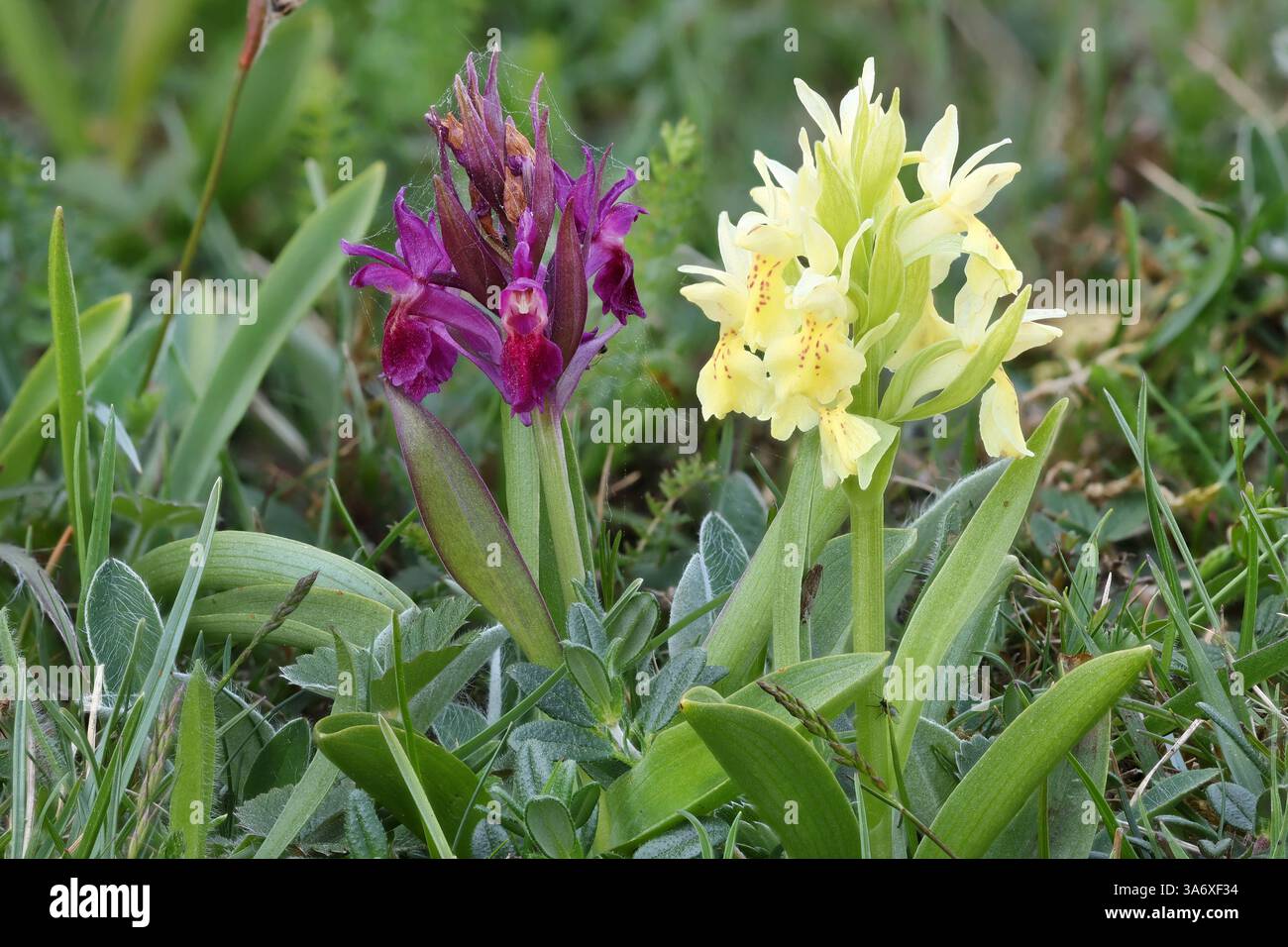 Holunderblüte Orchidee (Dactylorhiza sambucina), blühend in gelb und violett, Schweden, Oeland, Stora Alvaret Stockfoto