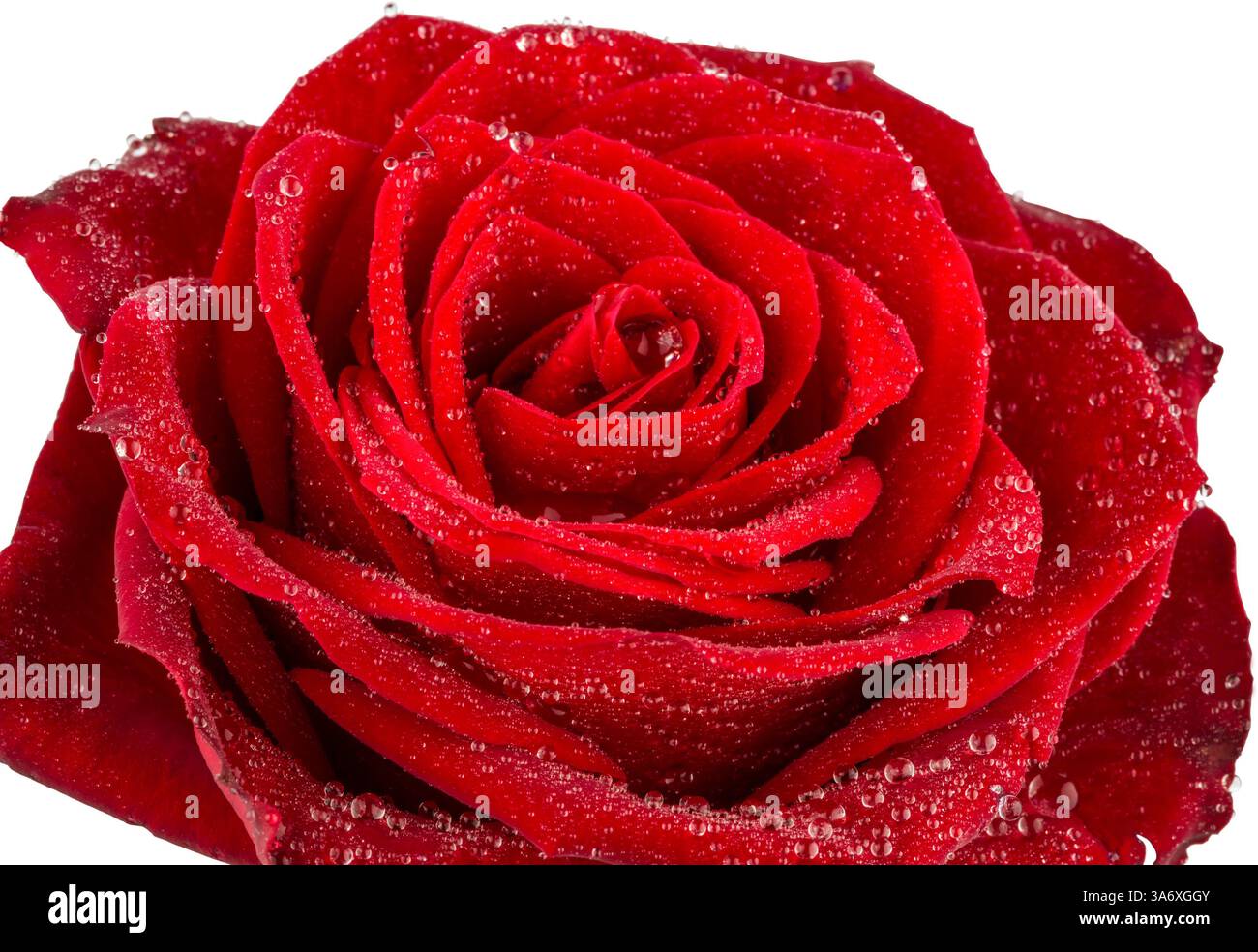 Rote Rose mit Wassertropfen, Ausschnitt Stockfoto