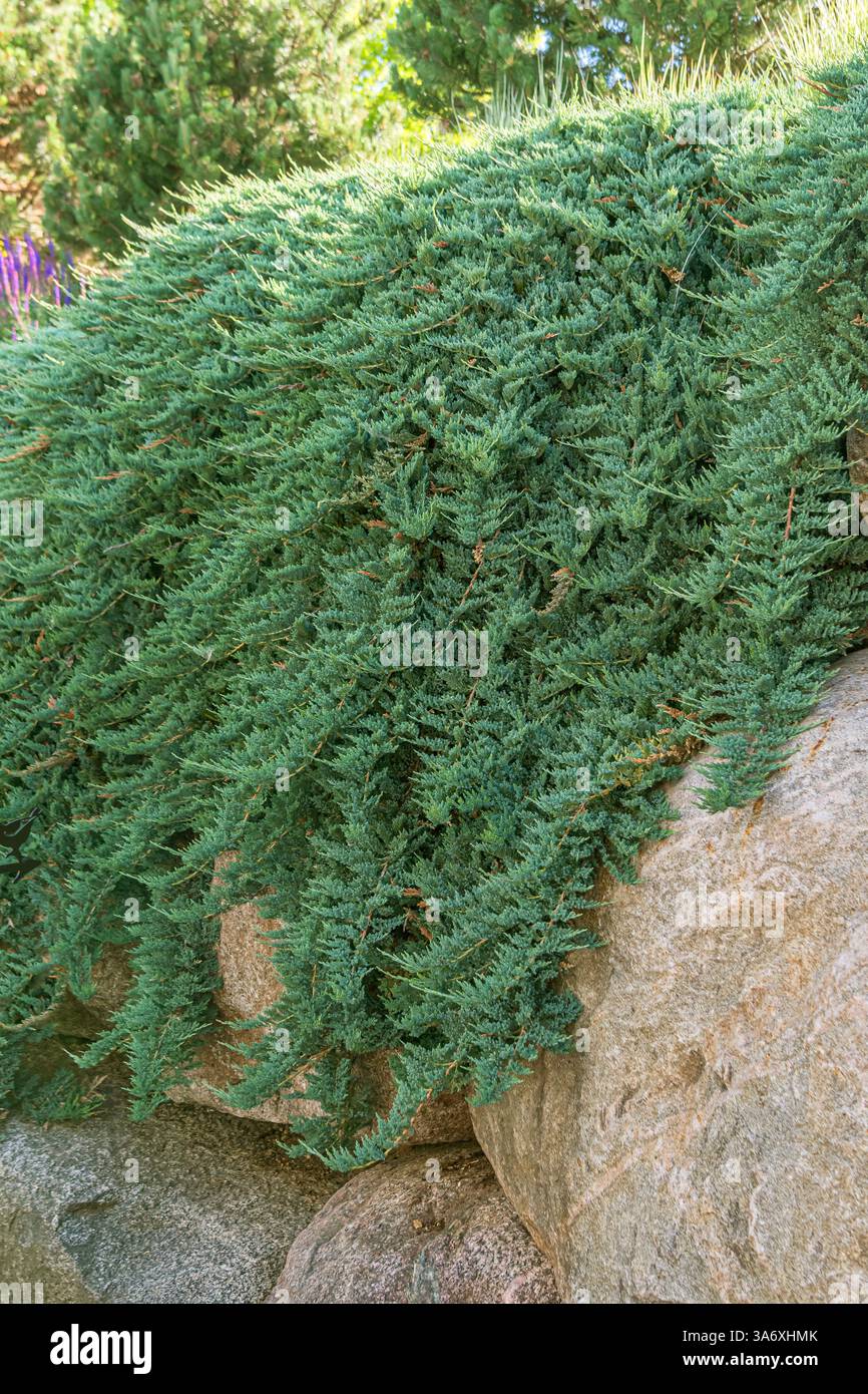 Blauer Teppich wacholder, kriechender wacholder (Juniperus horizontalis  'Blue Chip', Juniperus horizontalis Blue Chip, Juniperus horizontalis Blue  Moon), Gewohnheit Stockfotografie - Alamy