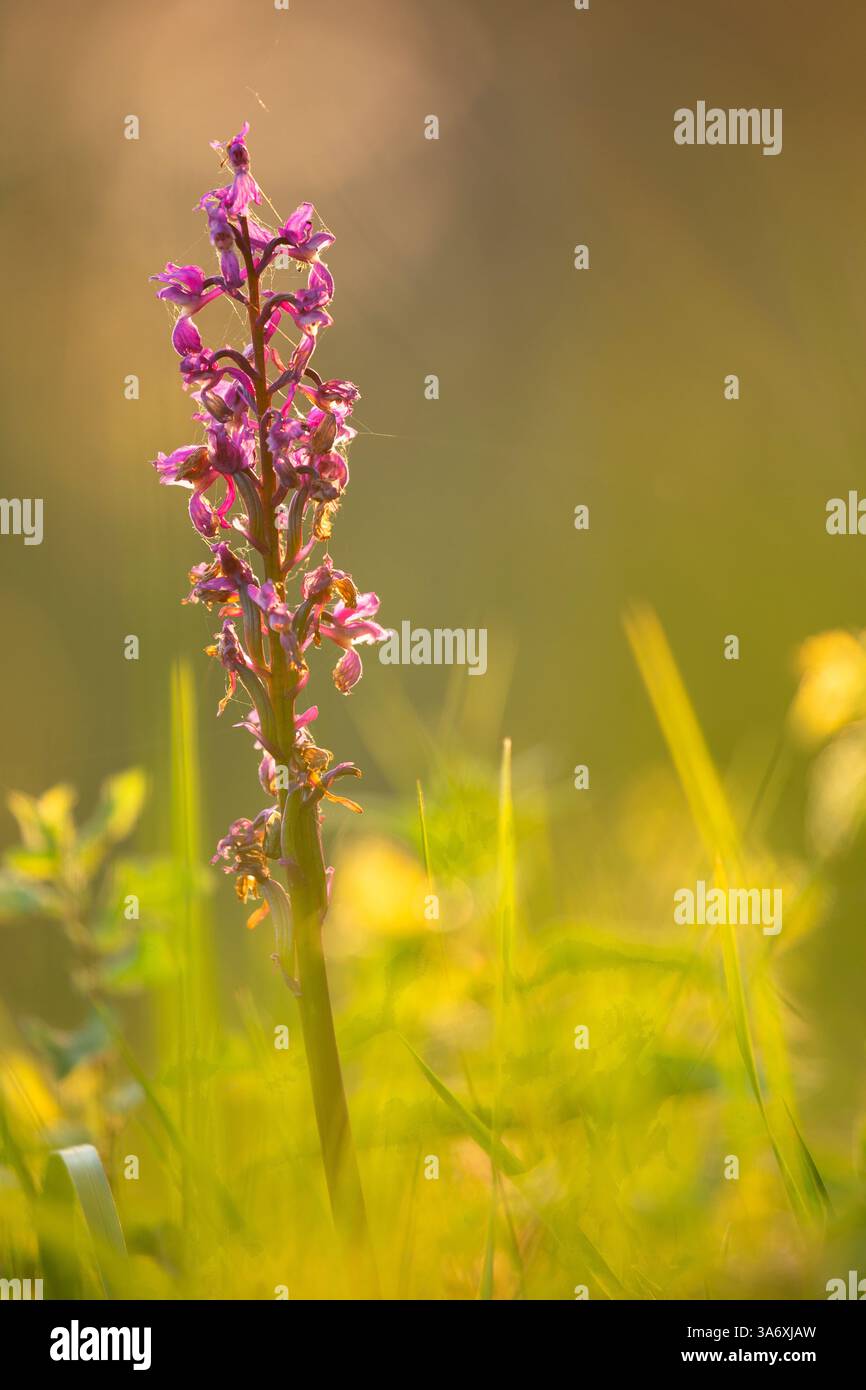 Frühe violette Orchidee (Orchis mascula), Blütenstand im Hintergrund, Belgien, Henegouwen, Viroinvallei, Viroin Stockfoto
