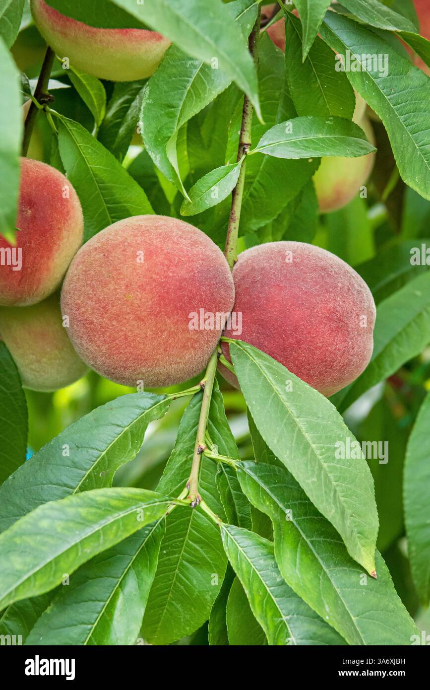 Pfirsiche (Prunus persica 'Benedicte', Prunus persica Benedicte), Pfirsiche auf einem Baum, Sorte Benedicte Stockfoto